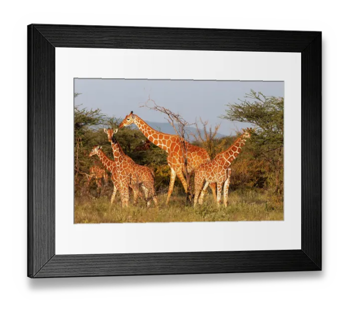 Framed Print : A herd of Masai giraffes, Giraffa camelopardalis, eating. Samburu Game Reserve, Kenya Framed Print : A herd of Masai giraffes, Giraffa camelopardalis, eating. Samburu Game Reserve, Kenya