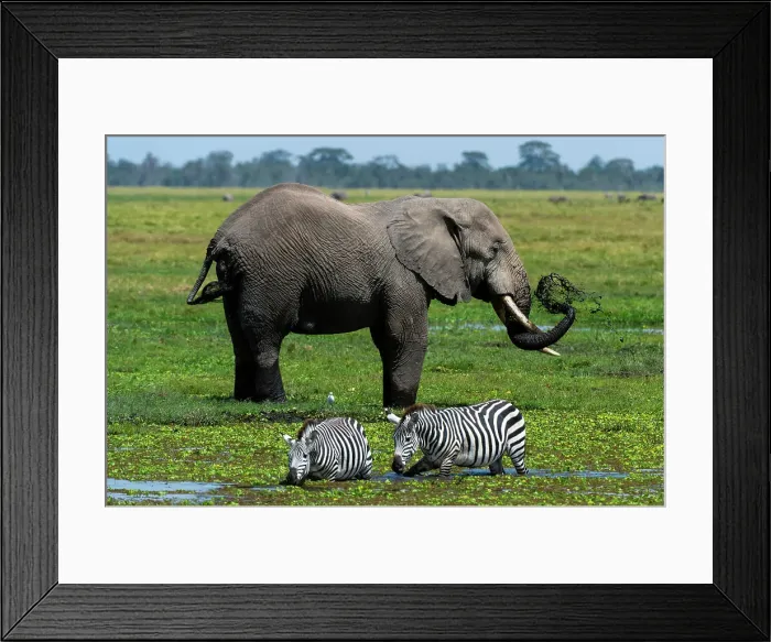 Framed Print : An African elephant, Loxodonta Africana, and common zebras, Equus quagga, drinking at waterhole. Amboseli National Park, Kenya, Africa