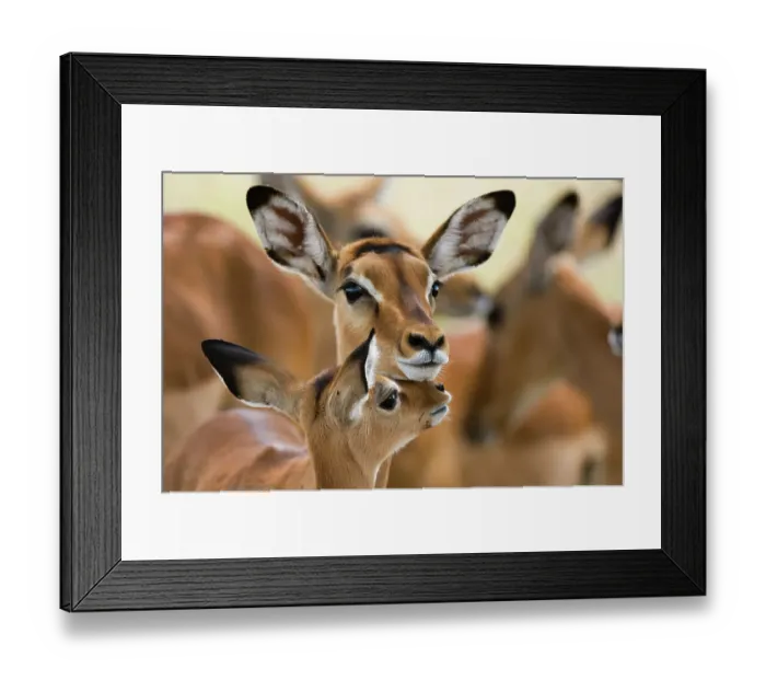 Framed Print : Portrait of a female Impala with its calf, Aepyceros melampus. Lake Nakuru National Park, Kenya, Africa Framed Print : Portrait of a female Impala with its calf, Aepyceros melampus. Lake Nakuru National Park, Kenya, Africa