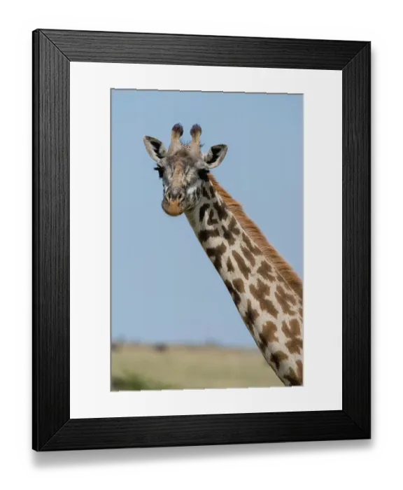 Framed Print : A female Masai giraffe, Giraffa camelopardalis Tippelskirchi, in Masai Mara National Reserve, Kenya, Africa