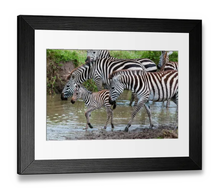 Framed Print : Plains zebras, Equus quagga, and a colt at waterhole. Masai Mara National Reserve, Kenya Framed Print : Plains zebras, Equus quagga, and a colt at waterhole. Masai Mara National Reserve, Kenya