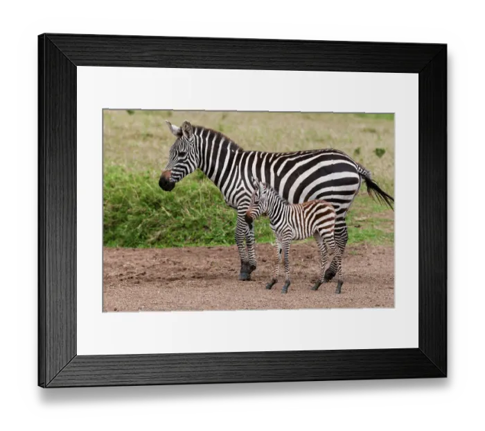 Framed Print : A plains zebra, Equus quagga, with her colt. Masai Mara National Reserve, Kenya Framed Print : A plains zebra, Equus quagga, with her colt. Masai Mara National Reserve, Kenya