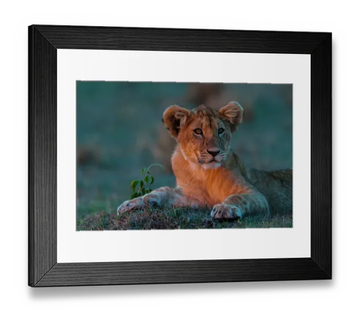 Framed Print : Portrait of a lion cub, Panthera leo, resting at sunset. Masai Mara National Reserve, Kenya