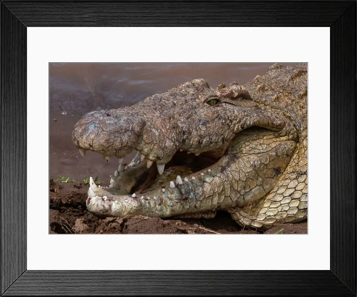 Framed Print : Portrait of a Nile crocodile, Crocodylus niloticus, with its mouth open to help it cool off. Masai Mara National Reserve, Kenya