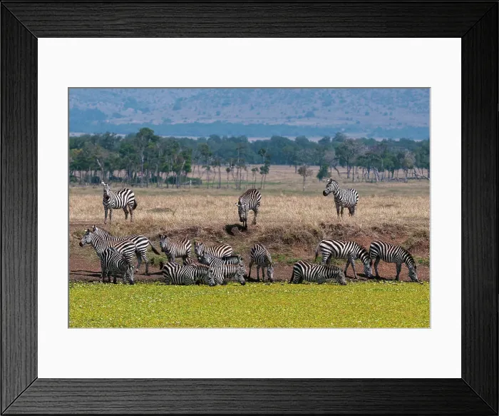 Framed Print : A herd of plains zebras, Equus quagga, drinking at a waterhole. Masai Mara National Reserve, Kenya Framed Print : A herd of plains zebras, Equus quagga, drinking at a waterhole. Masai Mara National Reserve, Kenya