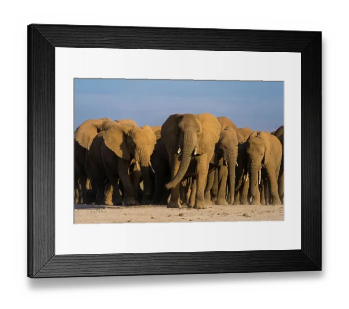 Framed Print : Herd of African elephants, Loxodonta Africana, walking in the plains of Amboseli National Park, Kenya, Africa Framed Print : Herd of African elephants, Loxodonta Africana, walking in the plains of Amboseli National Park, Kenya, Africa