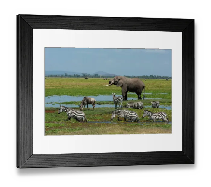 Framed Print : An African elephant, Loxodonta Africana, common zebras, Equus quagga, and a wildebeest, Connochaetes taurinus, drinking at a waterhole. Amboseli National Park, Kenya, Africa Framed Print : An African elephant, Loxodonta Africana, common zebras, Equus quagga, and a wildebeest, Connochaetes taurinus, drinking at a waterhole. Amboseli National Park, Kenya, Africa