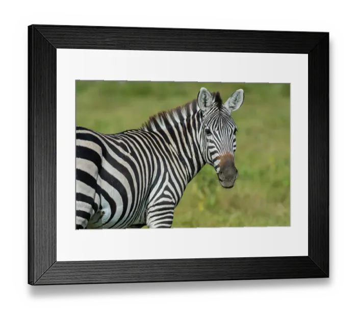 Framed Print : A close-up of a Common zebra, Equus quagga, at Amboseli National Park, Kenya, Africa