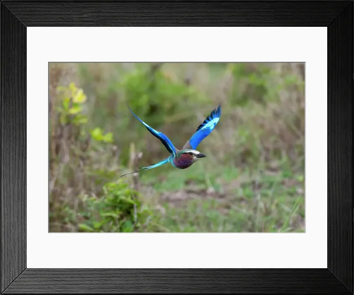 Framed Print : A lilac-breasted roller, Coracias caudata, in flight. Masai Mara National Reserve, Kenya Framed Print : A lilac-breasted roller, Coracias caudata, in flight. Masai Mara National Reserve, Kenya