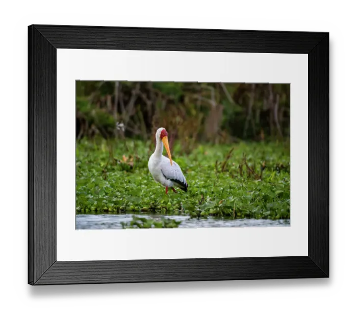 Framed Print : Portrait of a Yellow-billed stork, Mycteria ibis, wading through water plants on lake. Kenya, Africa Framed Print : Portrait of a Yellow-billed stork, Mycteria ibis, wading through water plants on lake. Kenya, Africa