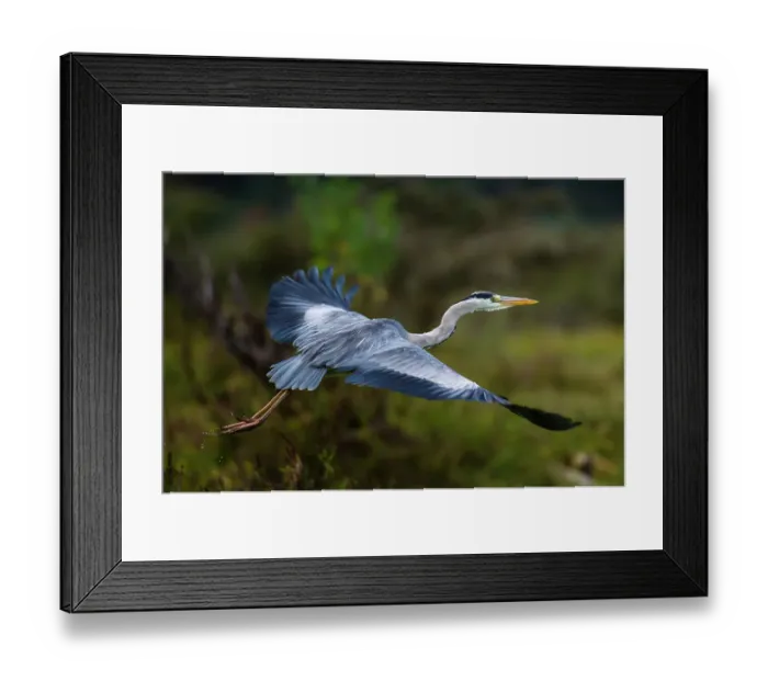 Framed Print : A Grey heron, Ardea cinerea, in flight. Kenya, Africa Framed Print : A Grey heron, Ardea cinerea, in flight. Kenya, Africa