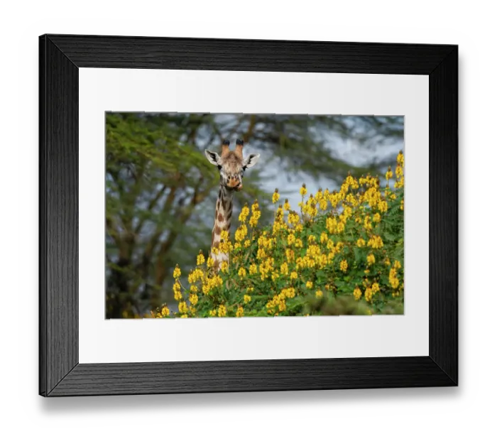 Framed Print : Close-up of a male Rothschild's giraffe, Giraffa camelopardalis behind a flowering tree. Kenya, Africa Framed Print : Close-up of a male Rothschild's giraffe, Giraffa camelopardalis behind a flowering tree. Kenya, Africa