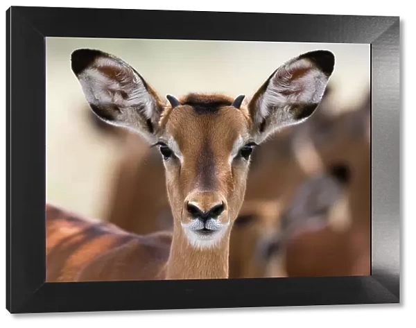 Portrait of a young male Impala, Aepyceros melampus. Lake Nakuru National Park, Kenya, Africa