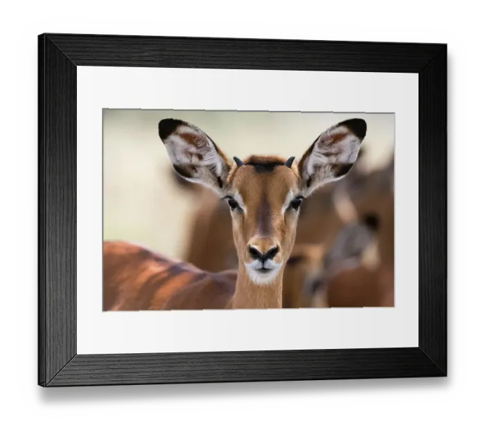 Framed Print : Portrait of a young male Impala, Aepyceros melampus. Lake Nakuru National Park, Kenya, Africa Framed Print : Portrait of a young male Impala, Aepyceros melampus. Lake Nakuru National Park, Kenya, Africa