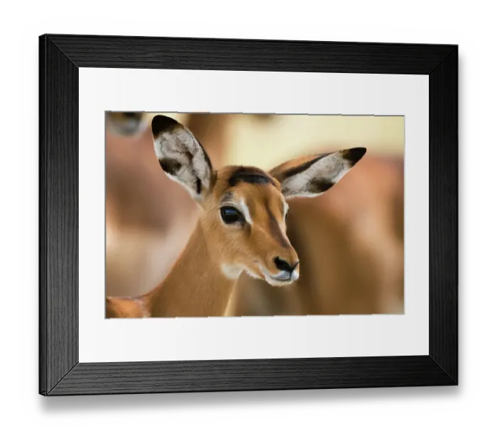 Framed Print : Portrait of an Impala calf, Aepyceros melampus. Lake Nakuru National Park, Kenya, Africa Framed Print : Portrait of an Impala calf, Aepyceros melampus. Lake Nakuru National Park, Kenya, Africa