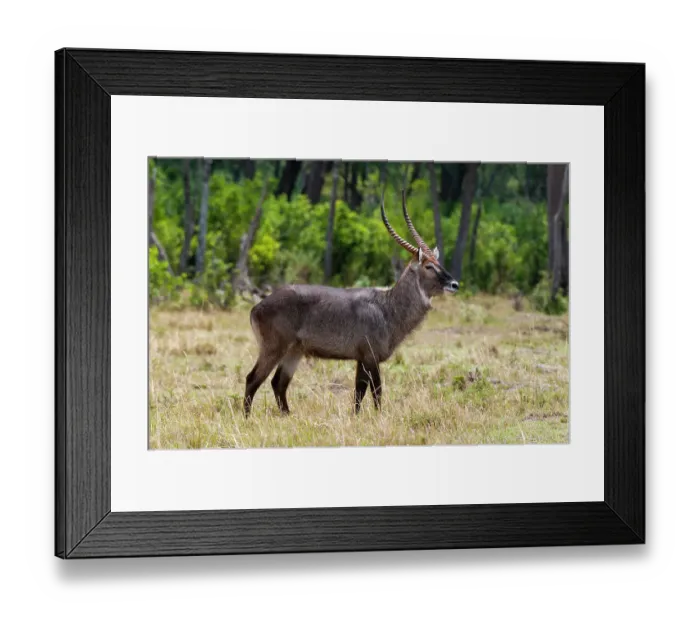 Framed Print : Portrait of a waterbuck, Kobus ellipsiprymnus. Masai Mara National Reserve, Kenya Framed Print : Portrait of a waterbuck, Kobus ellipsiprymnus. Masai Mara National Reserve, Kenya