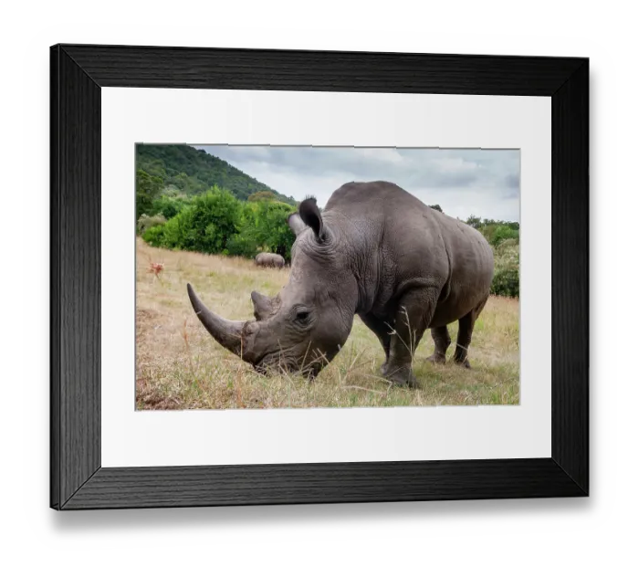 Framed Print : A White rhinoceros, Ceratotherium simum, in Masai Mara Rhino Sanctuary. Masai Mara National Reserve, Kenya, Africa