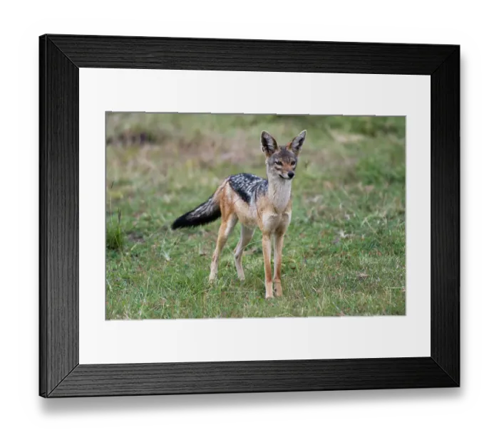 Framed Print : Portrait of a black-backed jackal, Canis mesomelas. Masai Mara National Reserve, Kenya, Africa Framed Print : Portrait of a black-backed jackal, Canis mesomelas. Masai Mara National Reserve, Kenya, Africa