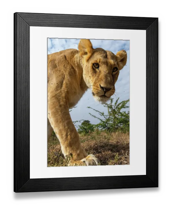 Framed Print : A portrait of a lioness, Panthera leo, at Masai Mara National Reserve, Kenya, Africa Framed Print : A portrait of a lioness, Panthera leo, at Masai Mara National Reserve, Kenya, Africa
