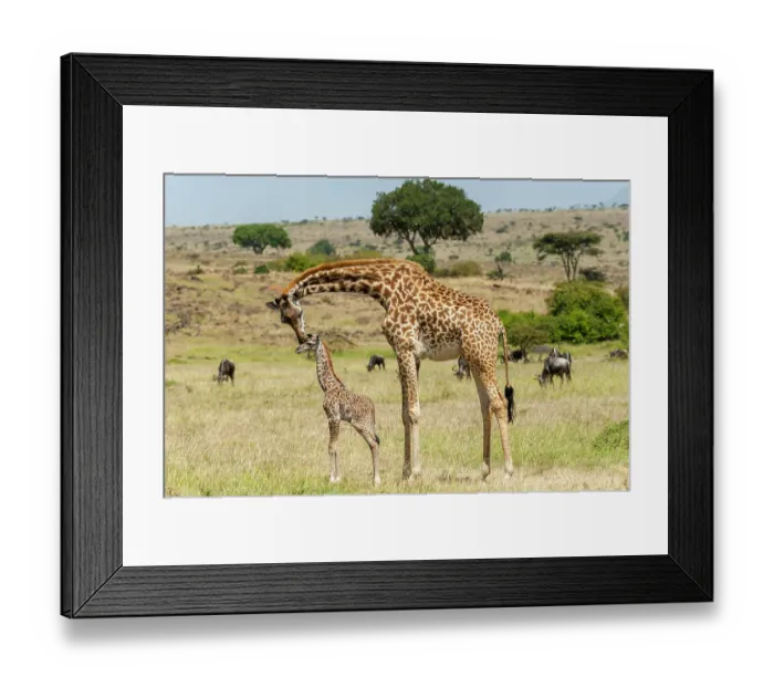 Framed Print : A mother Masai giraffe, Giraffa camelopardalis Tippelskirchi, with its newborn calf still with the umbilical cord. Masai Mara National Reserve, Kenya, Africa Framed Print : A mother Masai giraffe, Giraffa camelopardalis Tippelskirchi, with its newborn calf still with the umbilical cord. Masai Mara National Reserve, Kenya, Africa