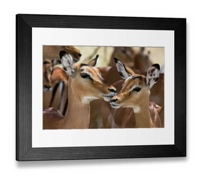 Framed Print : Portrait of a female impala and a young mal, Aepyceros melampus Framed Print : Portrait of a female impala and a young mal, Aepyceros melampus