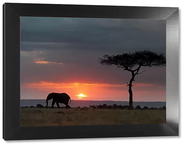 Silhouette of an African elephants, Loxodonta Africana, walking at sunset. Masai Mara National Reserve, Kenya, Africa