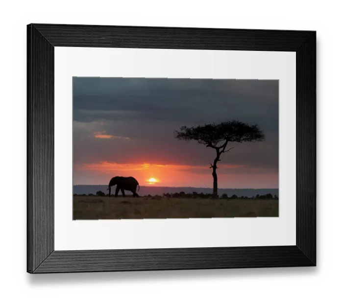 Framed Print : Silhouette of an African elephants, Loxodonta Africana, walking at sunset. Masai Mara National Reserve, Kenya, Africa Framed Print : Silhouette of an African elephants, Loxodonta Africana, walking at sunset. Masai Mara National Reserve, Kenya, Africa