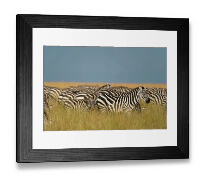 Framed Print : Herd of Plains zebras, Equus quagga, grazing in the grass at Masai Mara National Reserve, Kenya, Africa Framed Print : Herd of Plains zebras, Equus quagga, grazing in the grass at Masai Mara National Reserve, Kenya, Africa