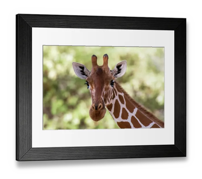 Framed Print : A portrait of a reticulated giraffe, Giraffa camelopardalis reticulata, looking at the camera, Kalama conservancy, Samburu, Kenya. Kenya