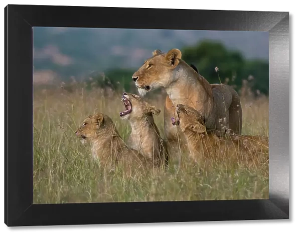 A lioness, Panthera leo, greeted by the her cubs upon her return, Masai Mara, Kenya. Kenya
