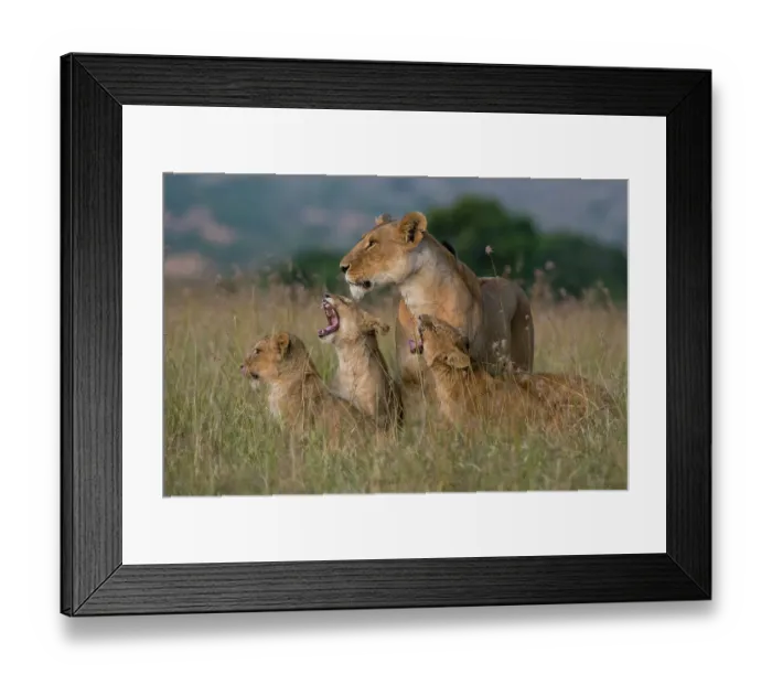 Framed Print : A lioness, Panthera leo, greeted by the her cubs upon her return, Masai Mara, Kenya. Kenya Framed Print : A lioness, Panthera leo, greeted by the her cubs upon her return, Masai Mara, Kenya. Kenya