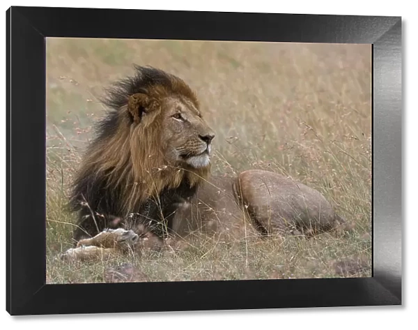 Portrait of a male lion, Panthera leo, Masai Mara, Kenya. Kenya