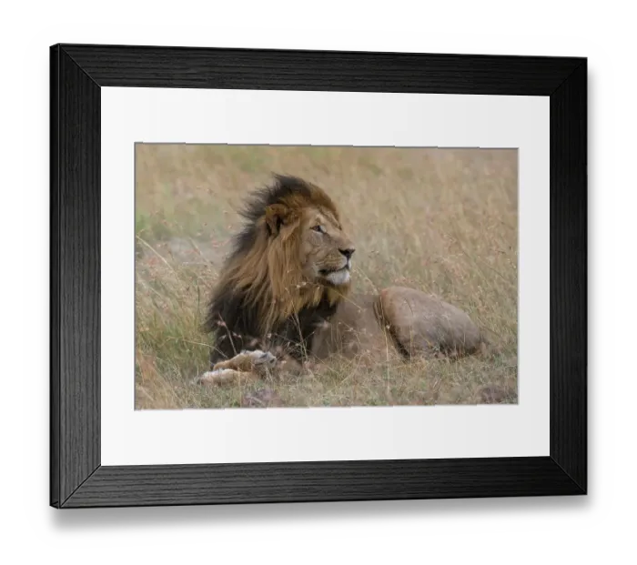 Framed Print : Portrait of a male lion, Panthera leo, Masai Mara, Kenya. Kenya Framed Print : Portrait of a male lion, Panthera leo, Masai Mara, Kenya. Kenya