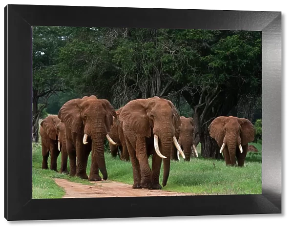 An African elephant parade, Loxodonta Africana, walking. Voi, Tsavo, Kenya