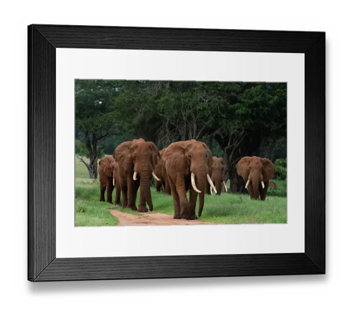 Framed Print : An African elephant parade, Loxodonta Africana, walking. Voi, Tsavo, Kenya Framed Print : An African elephant parade, Loxodonta Africana, walking. Voi, Tsavo, Kenya