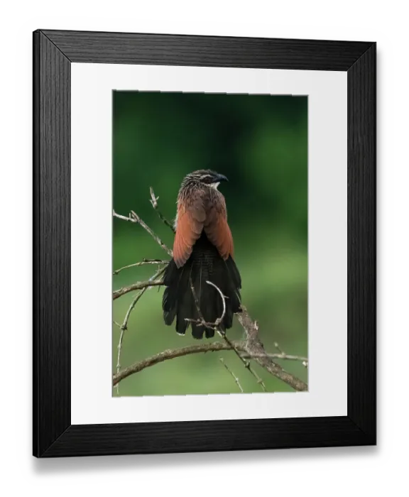Framed Print : A white browed coucal, Centropus Superciliosus. Voi, Tsavo, Kenya Framed Print : A white browed coucal, Centropus Superciliosus. Voi, Tsavo, Kenya
