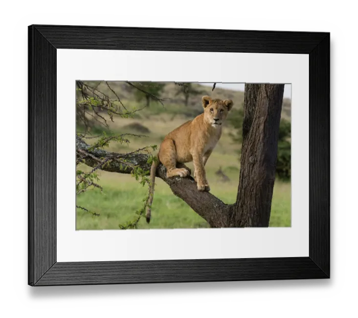 Framed Print : A lion cub, Panthera leo, sitting on the branch of a tree. Masai Mara National Reserve, Kenya, Africa Framed Print : A lion cub, Panthera leo, sitting on the branch of a tree. Masai Mara National Reserve, Kenya, Africa