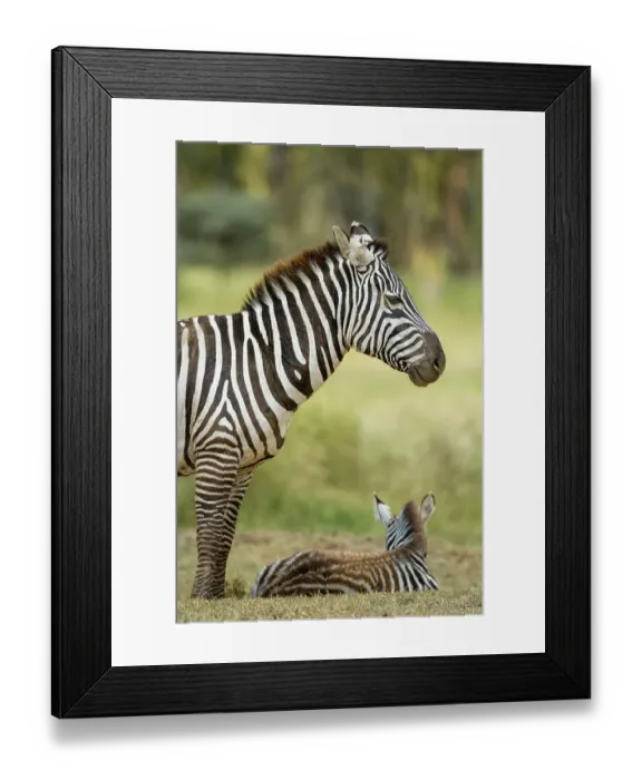 Framed Print : A Plains zebra, Equus quagga, and its foal at Lake Nakuru National Park, Kenya, Africa Framed Print : A Plains zebra, Equus quagga, and its foal at Lake Nakuru National Park, Kenya, Africa