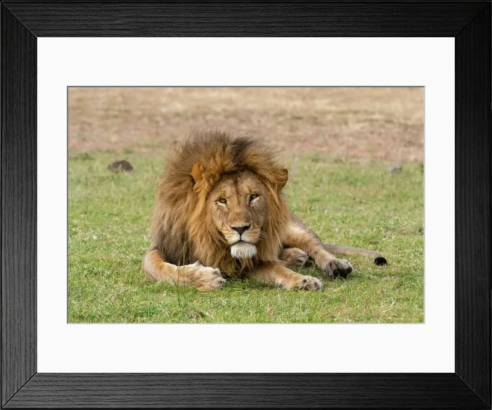 Framed Print : A male lion, Panthera leo, resting on grass. Masai Mara National Reserve, Kenya, Africa Framed Print : A male lion, Panthera leo, resting on grass. Masai Mara National Reserve, Kenya, Africa