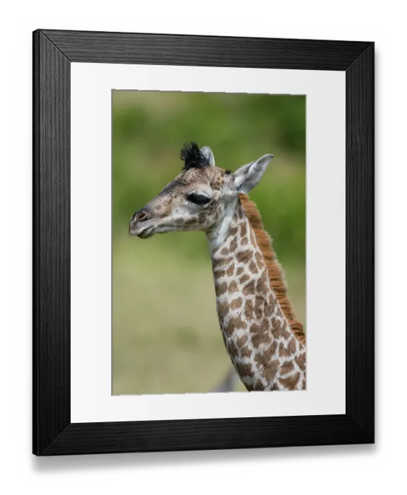 Framed Print : A newborn Masai giraffe, Giraffa camelopardalis Tippelskirchi Framed Print : A newborn Masai giraffe, Giraffa camelopardalis Tippelskirchi
