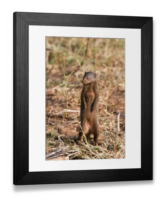 Framed Print : A dwarf mongoose, Helogale parvula, surveying the landscape, Samburu, Kenya. Kenya Framed Print : A dwarf mongoose, Helogale parvula, surveying the landscape, Samburu, Kenya. Kenya