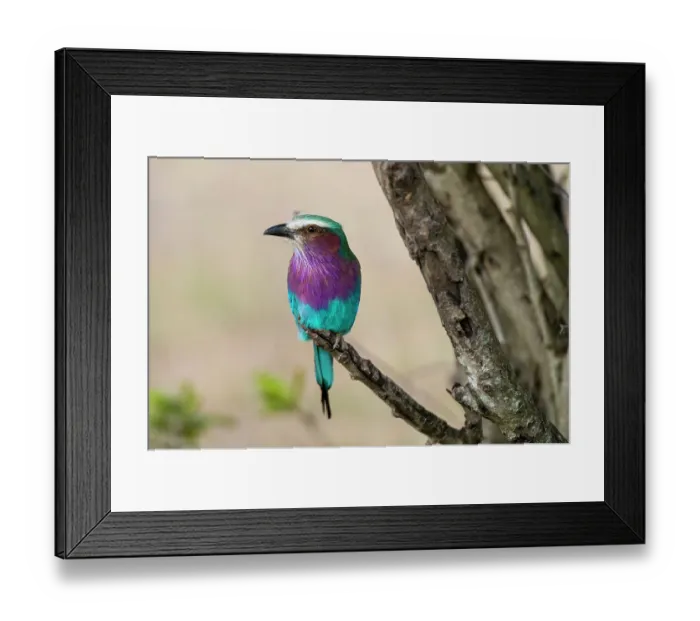 Framed Print : A lilac-breasted roller, Coracias caudata, perched on a tree branch. Masai Mara National Reserve, Kenya, Africa Framed Print : A lilac-breasted roller, Coracias caudata, perched on a tree branch. Masai Mara National Reserve, Kenya, Africa