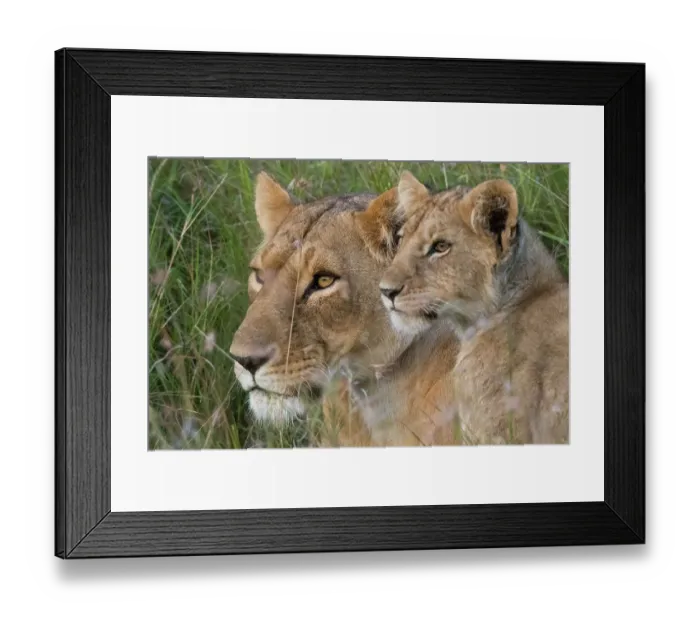 Framed Print : Portrait of a lioness, Panthera leo, and her cub, Masai Mara, Kenya. Kenya Framed Print : Portrait of a lioness, Panthera leo, and her cub, Masai Mara, Kenya. Kenya