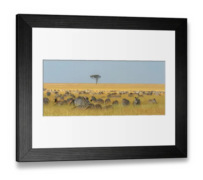 Framed Print : Herd of Plains zebras, Equus quagga, grazing in the grass at Masai Mara National Reserve, Kenya, Africa Framed Print : Herd of Plains zebras, Equus quagga, grazing in the grass at Masai Mara National Reserve, Kenya, Africa