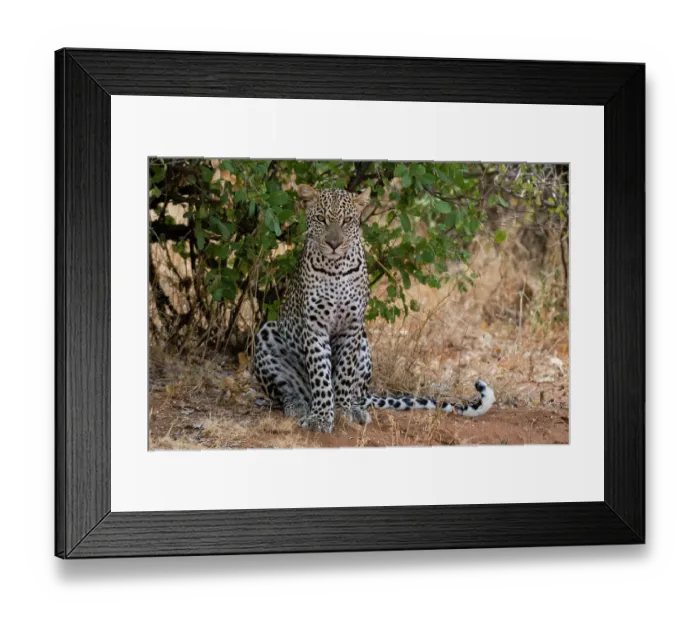 Framed Print : A leopard, Panthera pardus, resting in the shade, Samburu National Reserve, Kenya. Kenya Framed Print : A leopard, Panthera pardus, resting in the shade, Samburu National Reserve, Kenya. Kenya