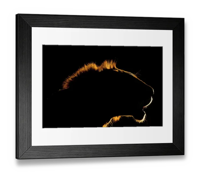 Framed Print : A backlit portrait of a lion, Panthera leo, at sunset. Voi, Tsavo Conservation Area, Kenya
