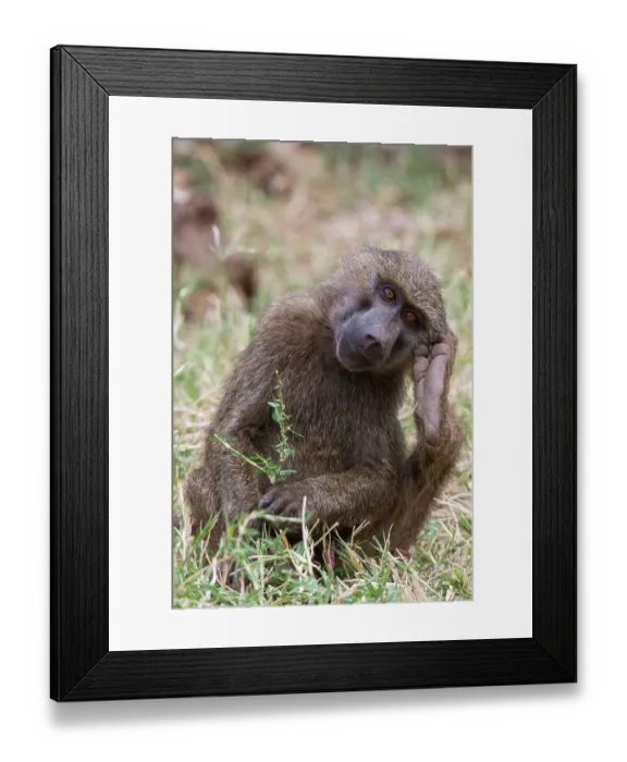 Framed Print : Portrait of an olive baboon, Papio Anubis, Kalama Conservancy, Samburu, Kenya. Kenya