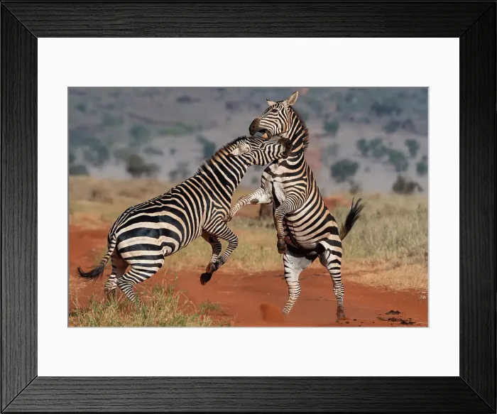 Framed Print : Two common zebras, Equus quagga, fighting. Voi, Tsavo Conservation Area, Kenya