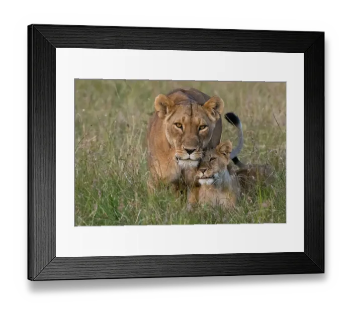 Framed Print : A lioness, Panthera leo, greeted by the her cubs upon her return, Masai Mara, Kenya. Kenya