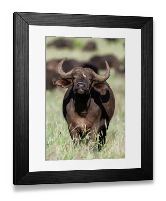 Framed Print : An African buffalo, Syncerus caffer, looking at the camera. Voi, Tsavo National Park, Kenya Framed Print : An African buffalo, Syncerus caffer, looking at the camera. Voi, Tsavo National Park, Kenya
